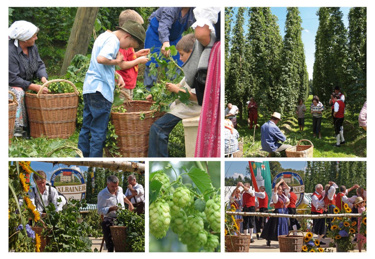 kultur hopfazupfa